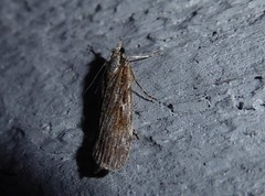 Scoparia indistinctalis