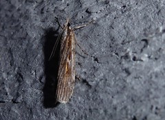 Scoparia indistinctalis