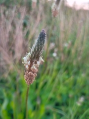 Plantago lanceolata