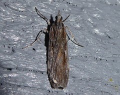 Scoparia indistinctalis