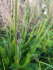 Plantago lanceolata