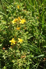 Hypericum maculatum
