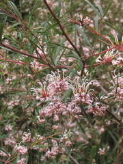 Grevillea linearifolia