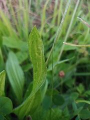 Plantago lanceolata