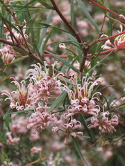 Grevillea linearifolia