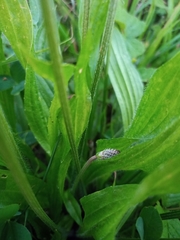 Plantago lanceolata