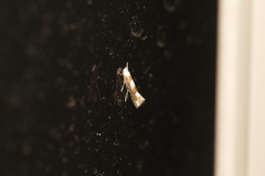 Phyllonorycter fitchella
