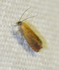 Lathronympha strigana