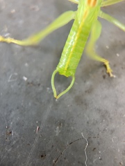 Meconema meridionale