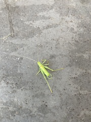 Meconema meridionale