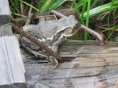 Bufo formosus
