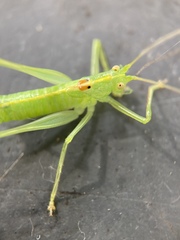 Meconema meridionale