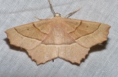 Gerinia honoraria