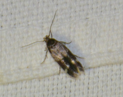Mompha sturnipennella