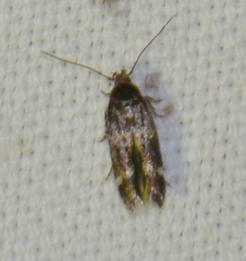 Mompha sturnipennella