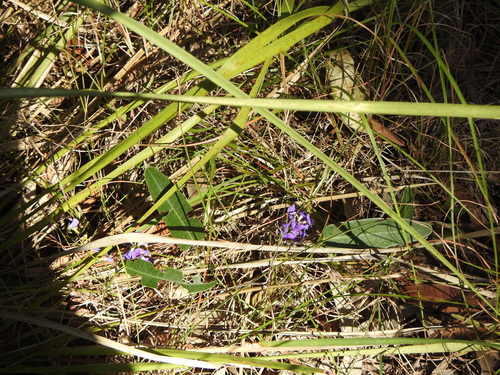 Hardenbergia violacea