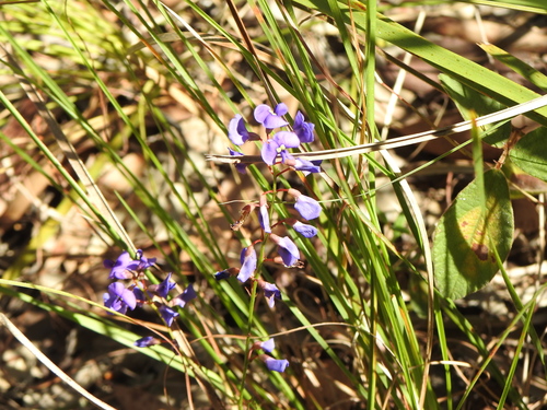 Hardenbergia violacea