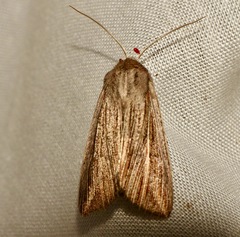 Mythimna riparia