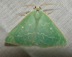 Thetidia smaragdaria