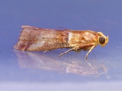 Acrobasis tumidana