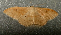 Idaea rubraria