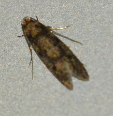 Niditinea fuscella