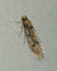 Niditinea fuscella