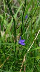 Wahlenbergia capillaris
