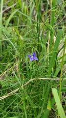 Wahlenbergia capillaris