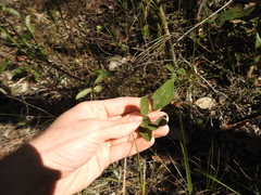 Desmodium rhytidophyllum
