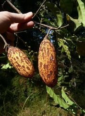 Landolphia micrantha