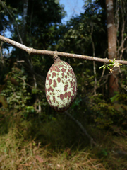 Landolphia micrantha