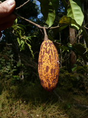 Landolphia micrantha