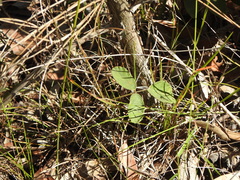 Desmodium rhytidophyllum