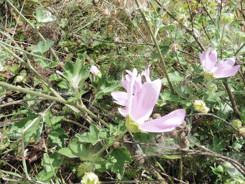 Malva thuringiaca