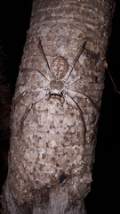 Isopedella conspersa