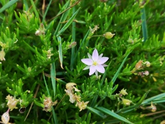 Spergula