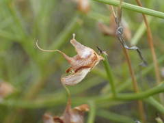 Genista acanthoclada