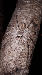 Isopedella conspersa