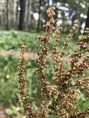 Rumex obtusifolius