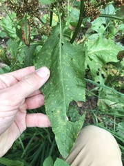 Rumex obtusifolius