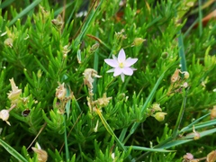 Spergula