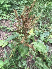 Rumex obtusifolius