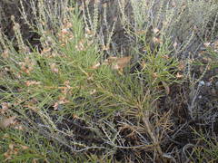 Genista acanthoclada