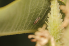 Graphocephala uhleri