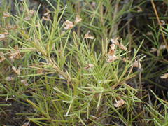 Genista acanthoclada