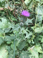Cirsium vulgare