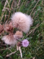 Cirsium arvense