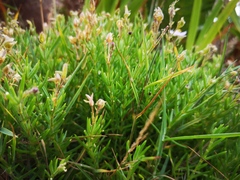 Spergula