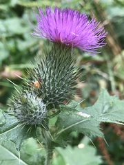 Cirsium vulgare